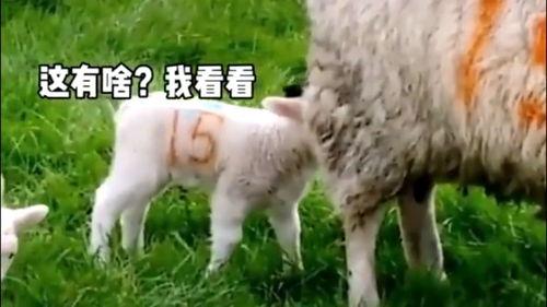 网红吃瓜小羊没烦恼吃瓜网视频,网红小羊带你领略吃瓜网视频的魅力