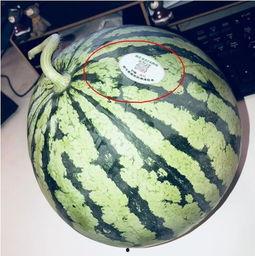 网红吃瓜现象,揭秘网络时代的“瓜田”盛景