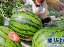 礼县吃瓜网红是谁啊最新消息,揭秘幕后真相与最新进展！”