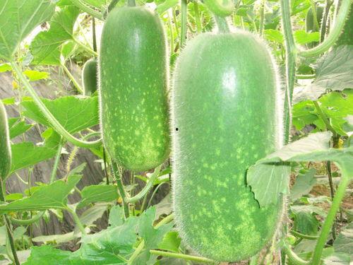 吃瓜事件网红高清图片,揭秘网红高清吃瓜瞬间