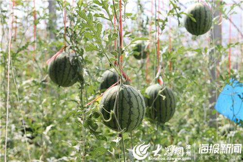 茅山网红吃瓜事件视频,揭秘背后真相与网络舆论风暴