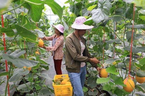 网红瓜都是谁吃的图片