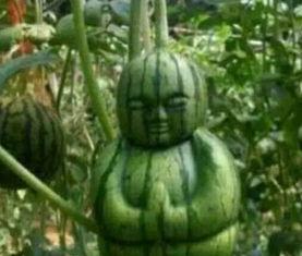 阳春网红吃瓜事件真相