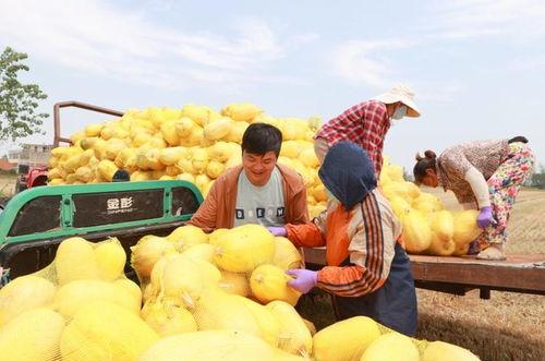 安徽网红吃瓜事件真相,揭秘背后真相与网络舆论风暴