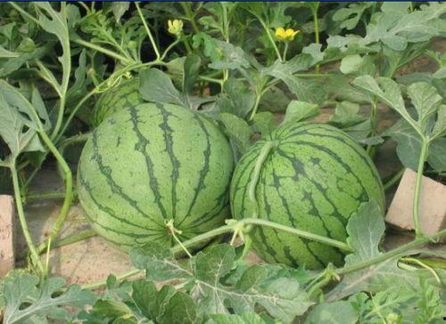 监利网红吃瓜事件,揭秘网络舆论背后的真相与反思